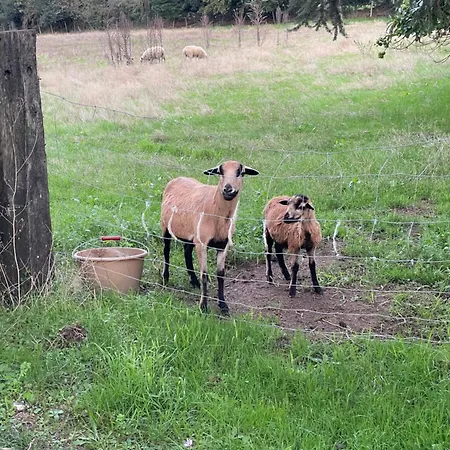 Chateau Dore Les Tours - Renard - Proche Puy Du Fou Semesterbostad