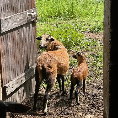 Semesterbostad Chateau Dore Les Tours - Renard - Proche Puy Du Fou