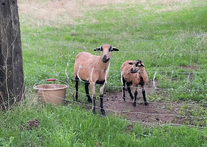 Chateau Dore Les Tours - Renard - Proche Puy Du Fou Σπίτι διακοπών