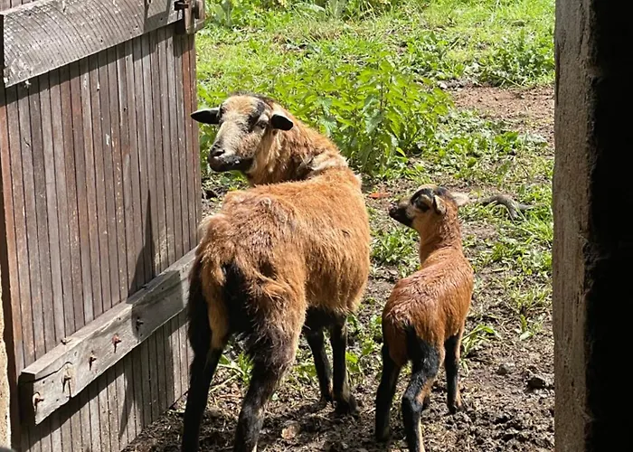 בית נופש Chateau Dore Les Tours - Renard - Proche Puy Du Fou